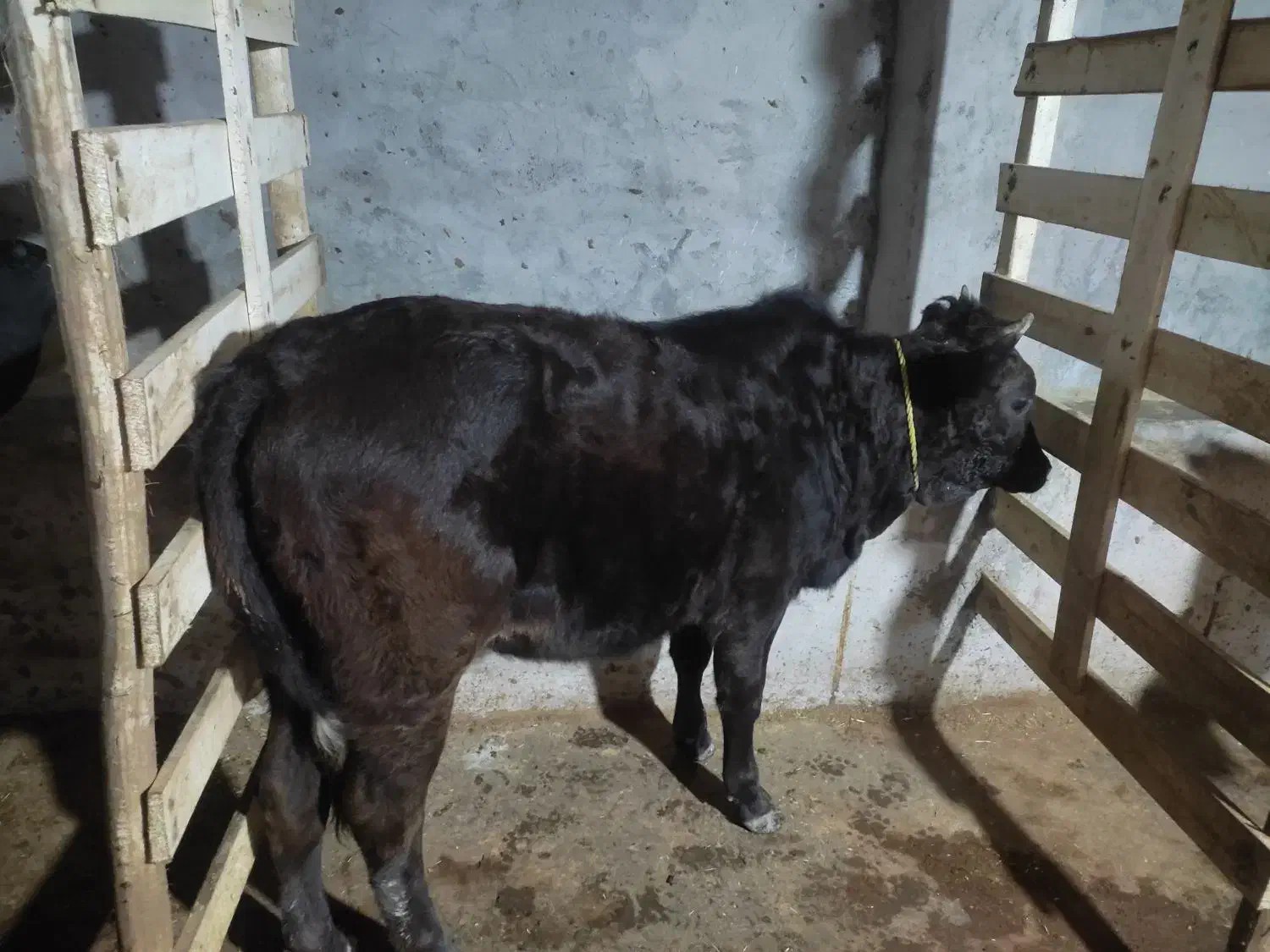 لیشه  چالوسی اصیل|حیوانات مزرعه|آستانه اشرفیه, |دیوار