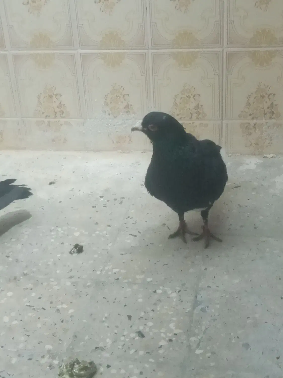 کفتر ای زاهدانی|پرنده|سراوان, |دیوار