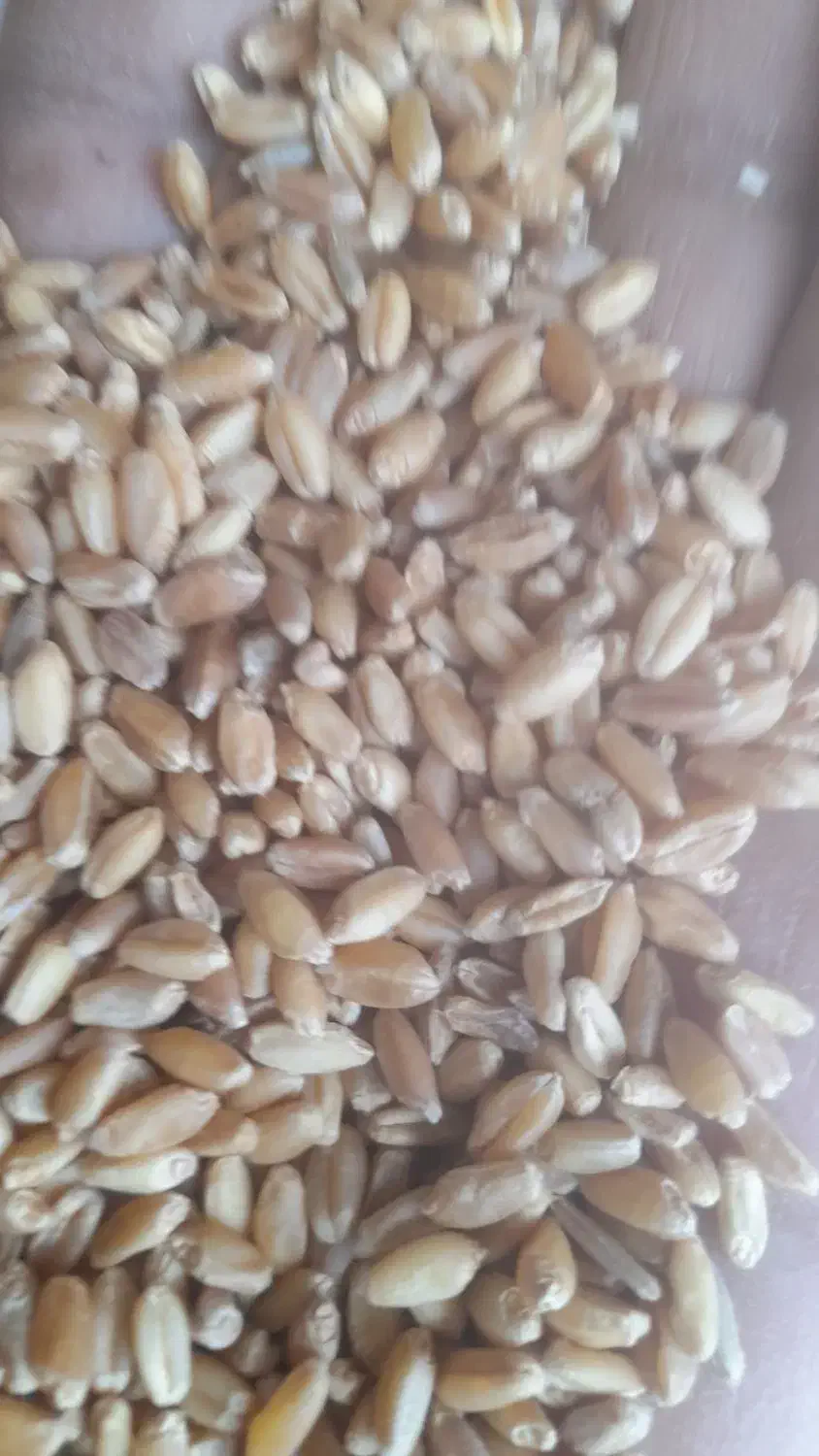 گندم فروشی صاف|لوازم جانبی حیوانات|آشخانه, |دیوار