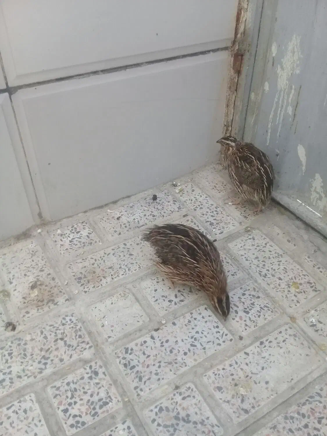 بلدرچین|پرنده|کرج, کلاک نو|دیوار