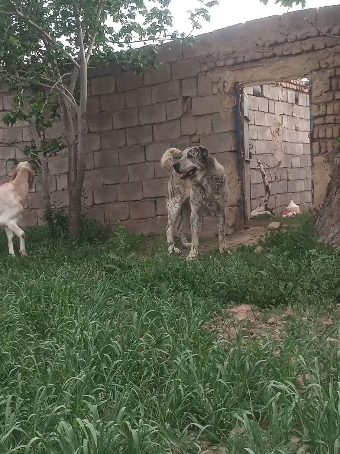 سگ گله و نگهبان|سگ|تربت جام, پارک جنگلی|دیوار