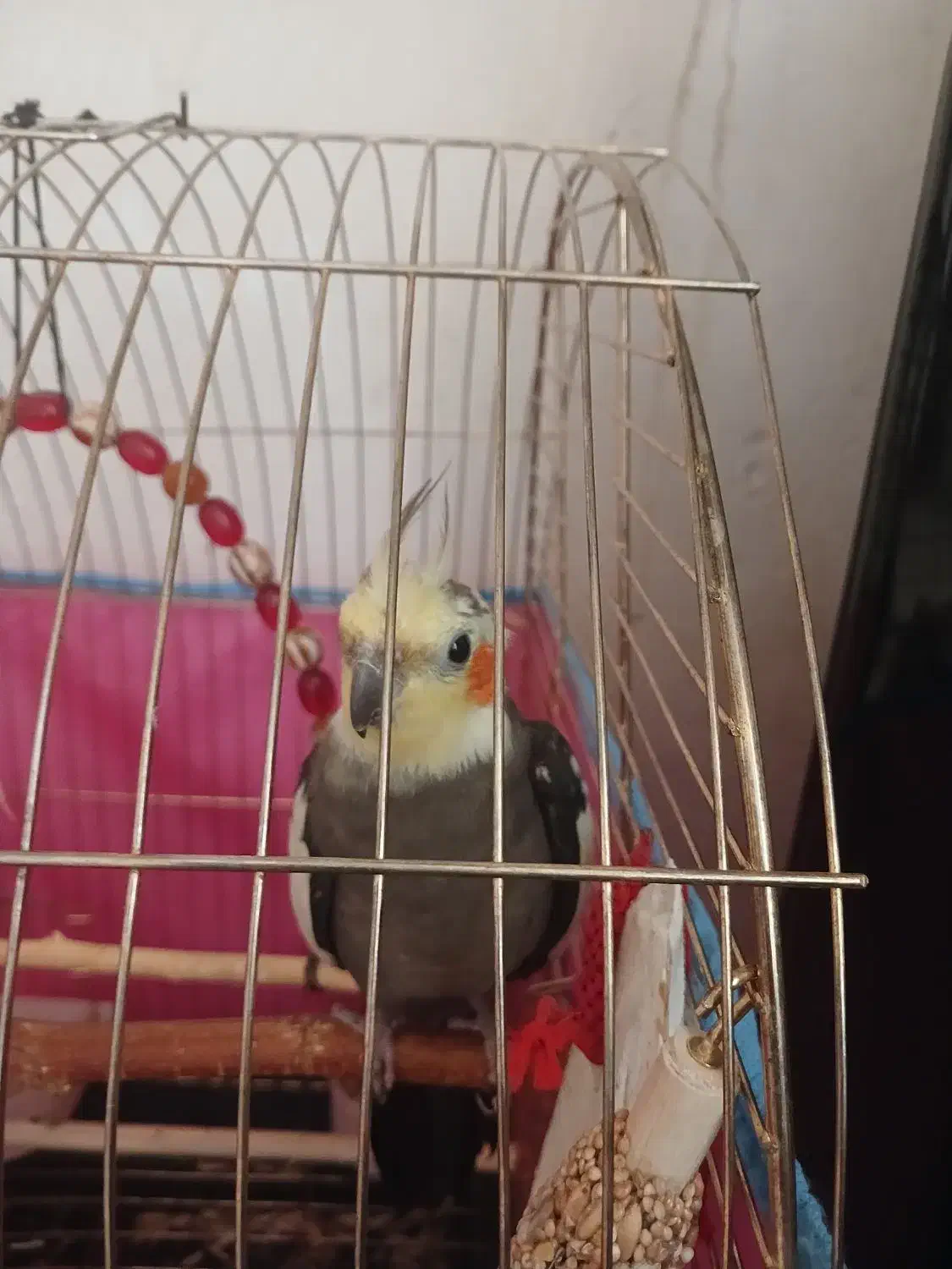 عروس هلندی سخنگو|پرنده|قروه, |دیوار