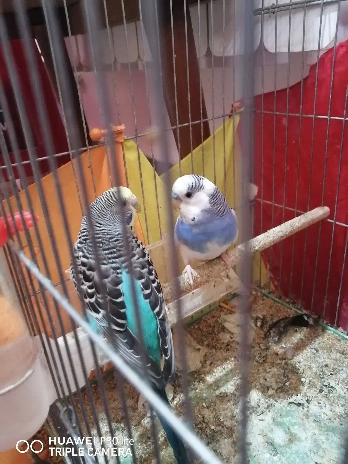 مرغ عشق|پرنده|بهبهان, |دیوار