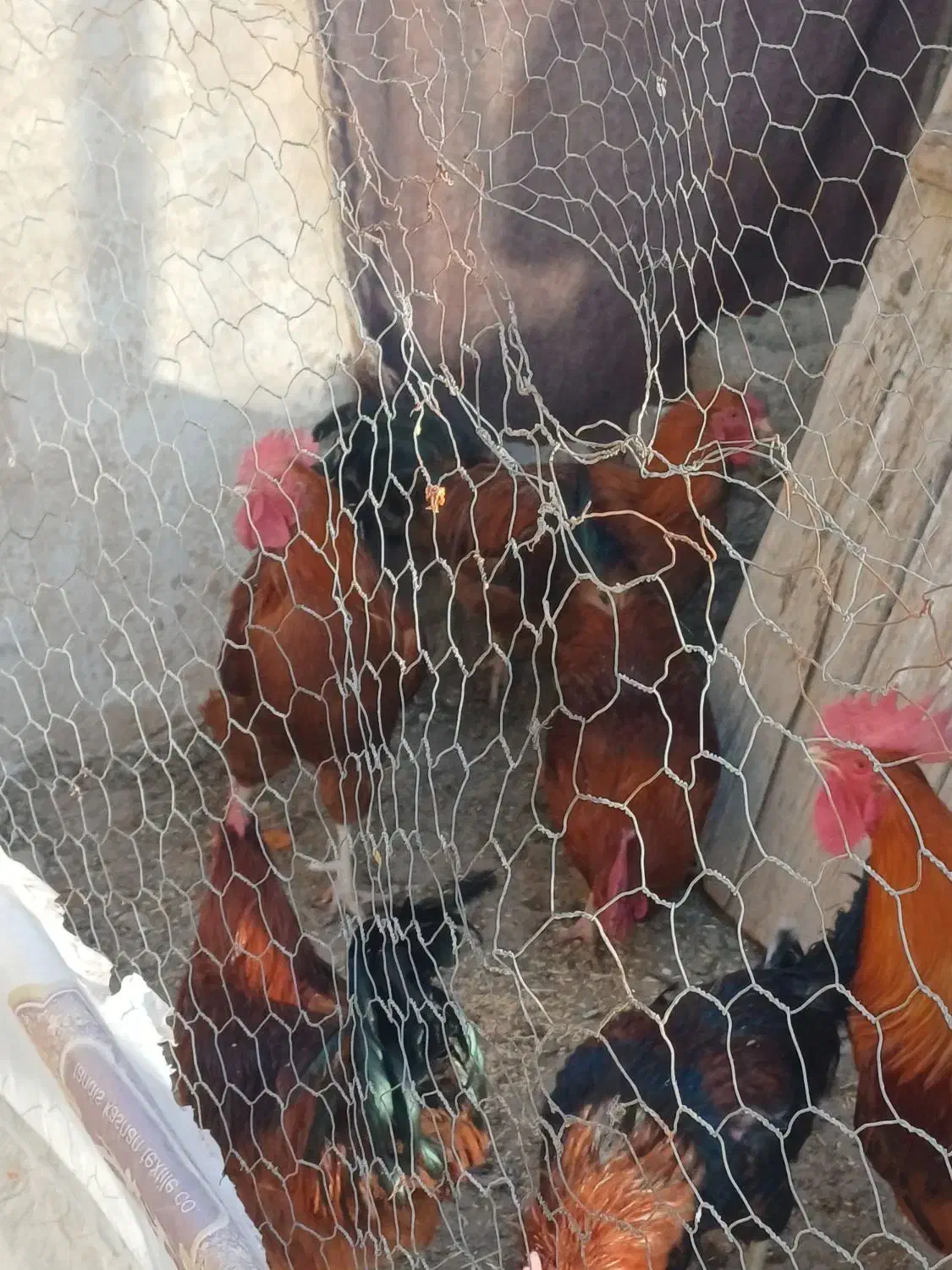 ۶عدد خروس محلی|حیوانات مزرعه|باروق, |دیوار