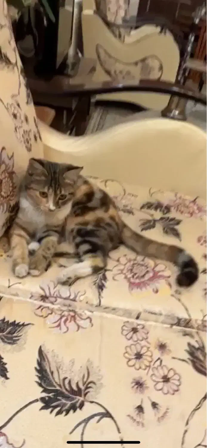 گربه گم شده|گربه|یزد, |دیوار