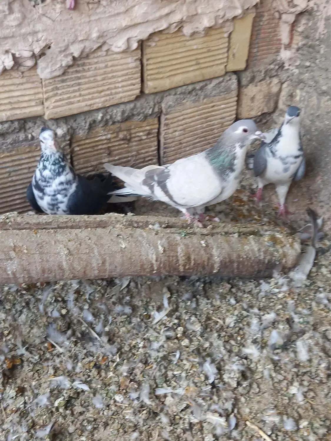 کبوتر دمگیر گلین،پرشی جوجه و کهنه،اصفهانی دمسفید|پرنده|برخوار, |دیوار