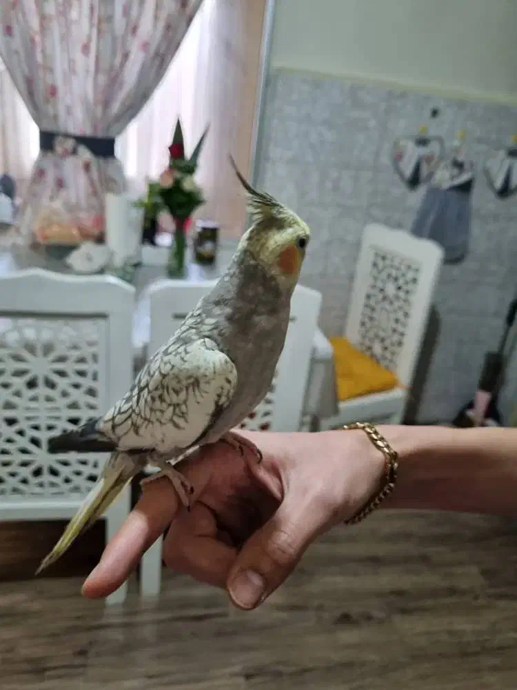 یک جفت عروس هلندی مولد|پرنده|شاهینشهر, گرگاب|دیوار