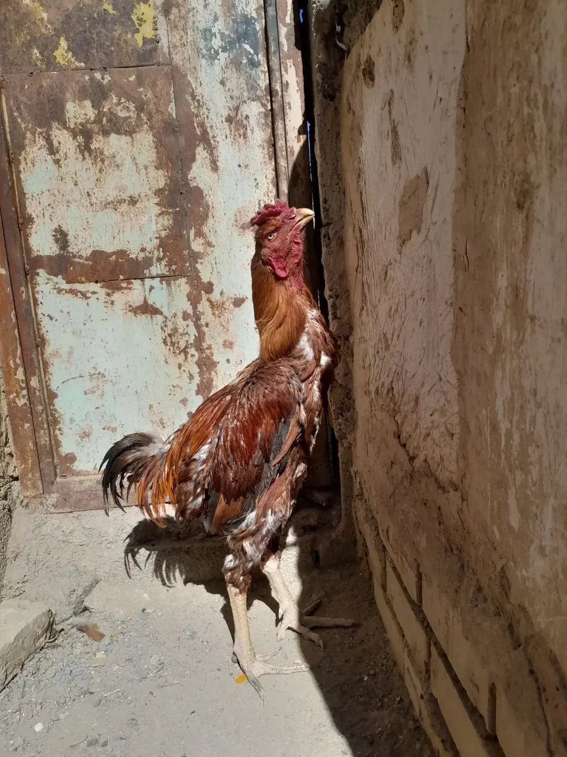 یک مرغ و دوتا خروس لاری|پرنده|مشهد, بهارستان|دیوار