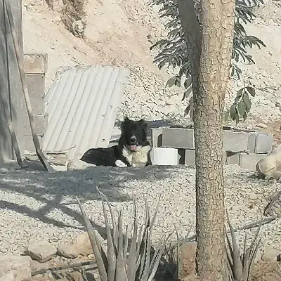 قدرجونی ماده|سگ|برازجان, |دیوار