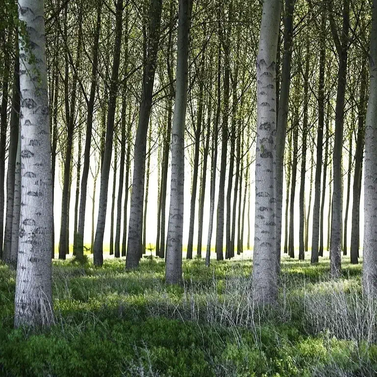 فروش نهال صنوبر و کبوده|گل و گیاه طبیعی|الشتر, |دیوار