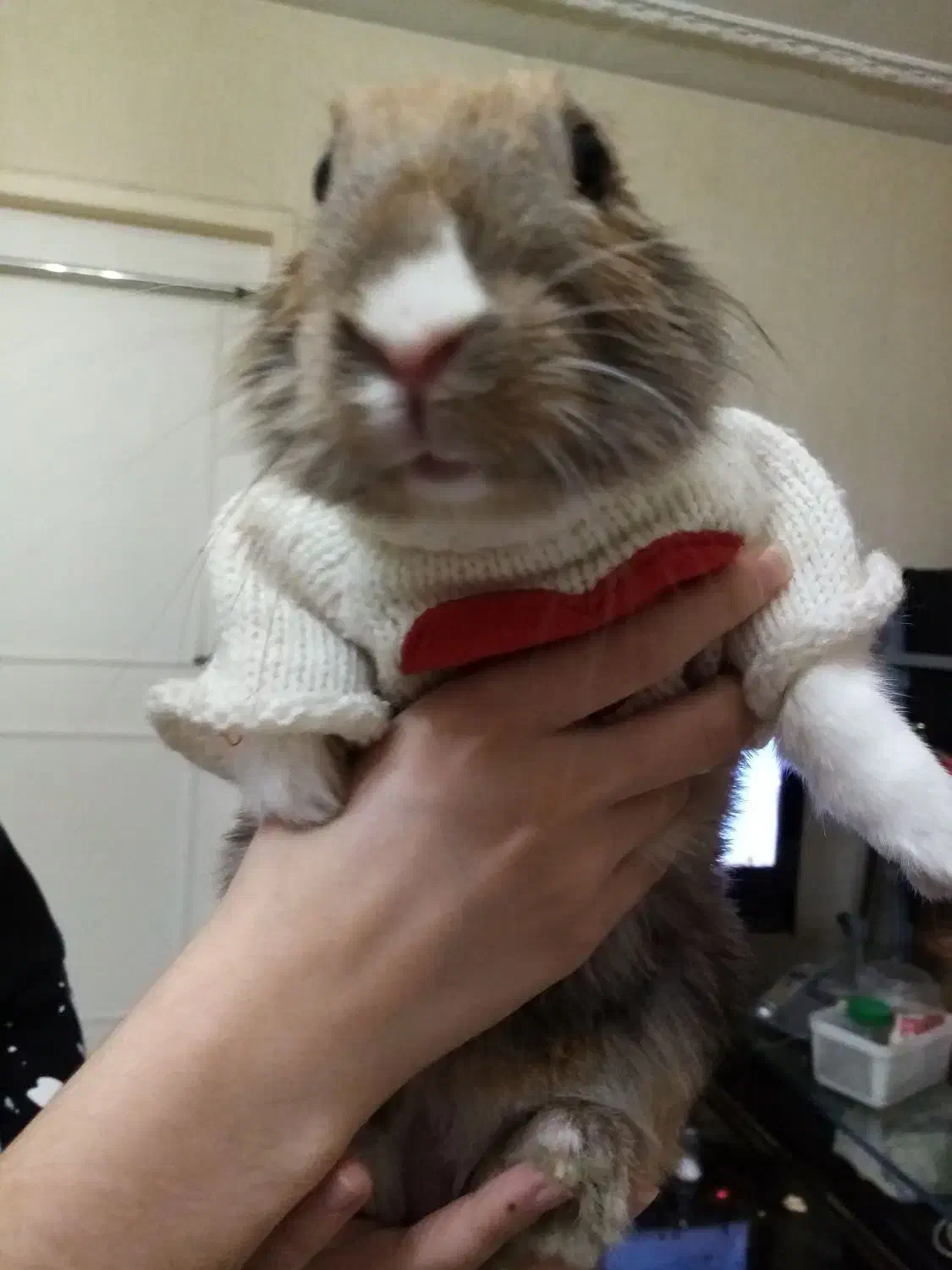 گمشده اسمش تینگی نژاد جرسی،|حیوانات|ماهدشت, |دیوار