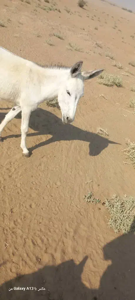 خر نر برای فروش|حیوانات مزرعه|باوی, |دیوار