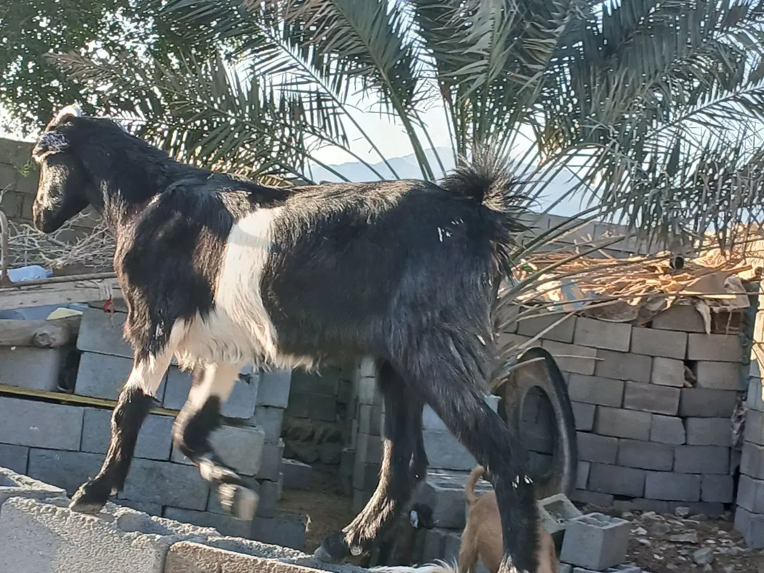 کهر ماده فروشی قیمت مناسب رودان|حیوانات مزرعه|رودان, |دیوار