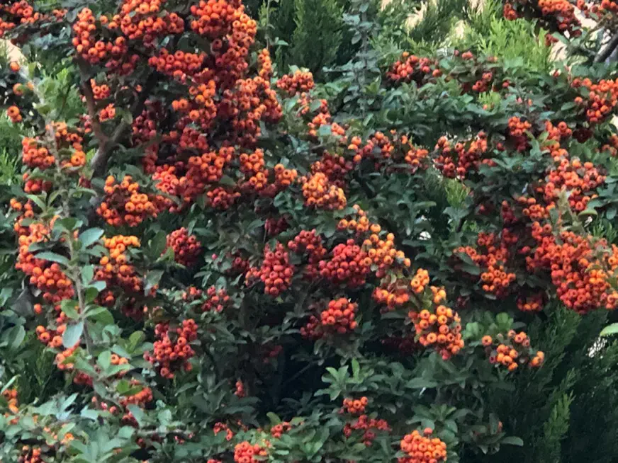 فروش زالزالک(سرده)|گل و گیاه طبیعی|قائمشهر, |دیوار