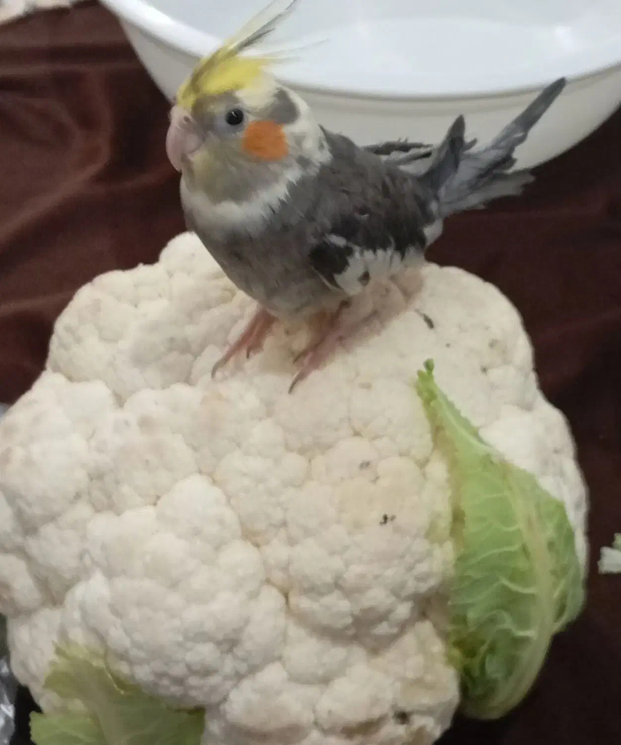 گمشده|حیوانات|بروجرد, |دیوار