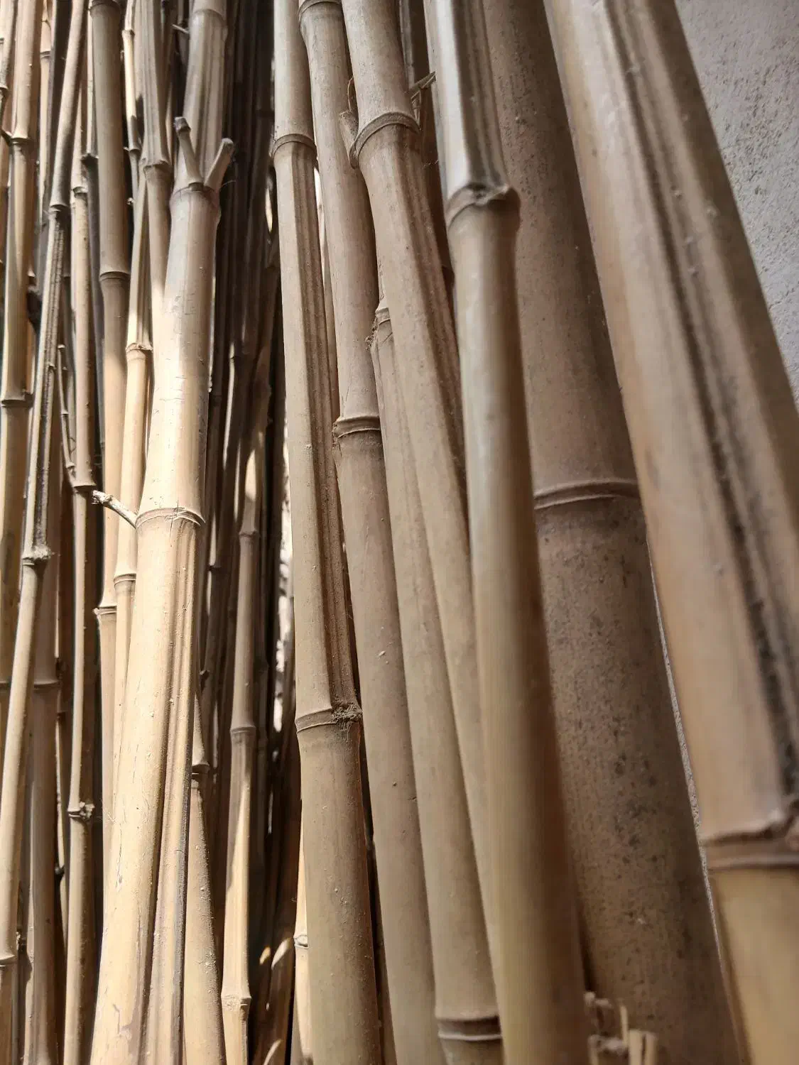 بامبو خارجی|گل و گیاه طبیعی|رشت, حومه رشت|دیوار