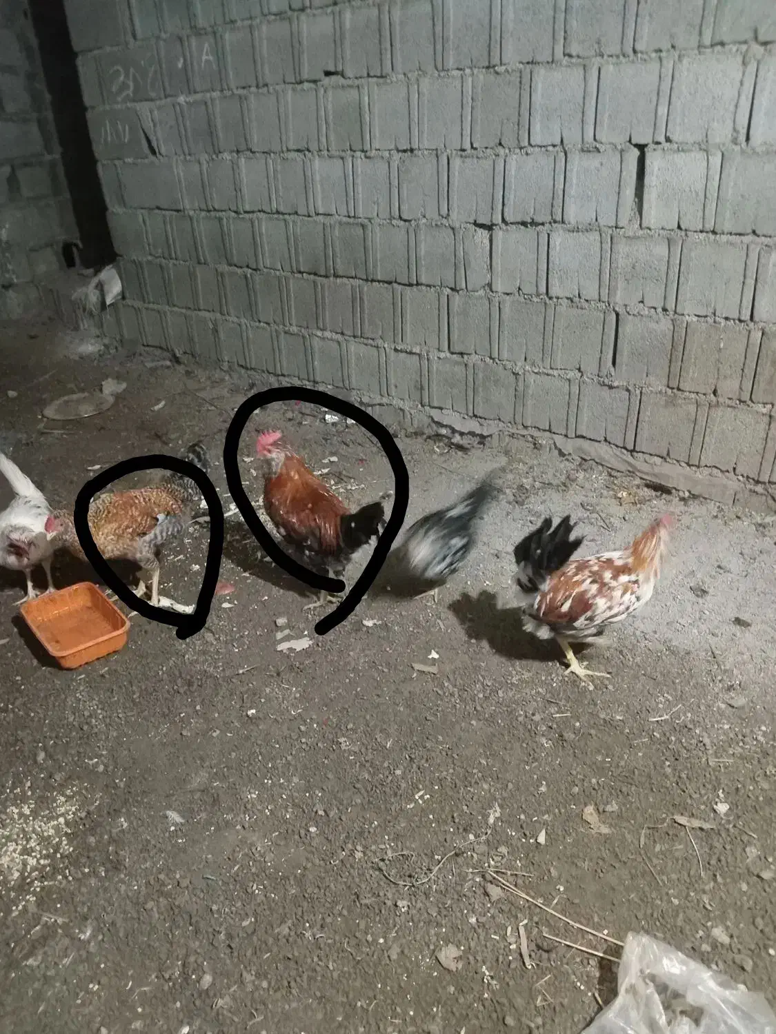 خروس|حیوانات مزرعه|آمل, |دیوار