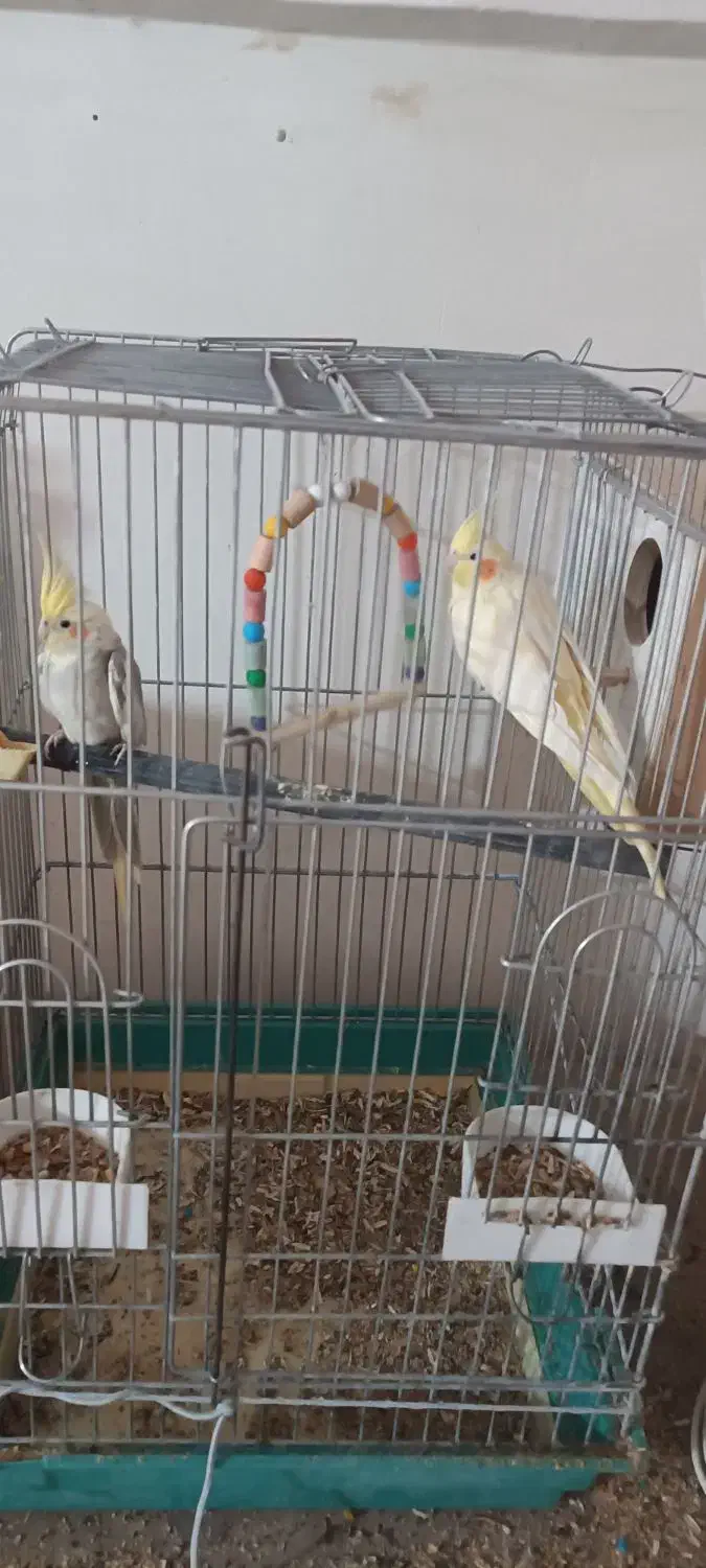 مرغ عروس|پرنده|آران و بیدگل, |دیوار