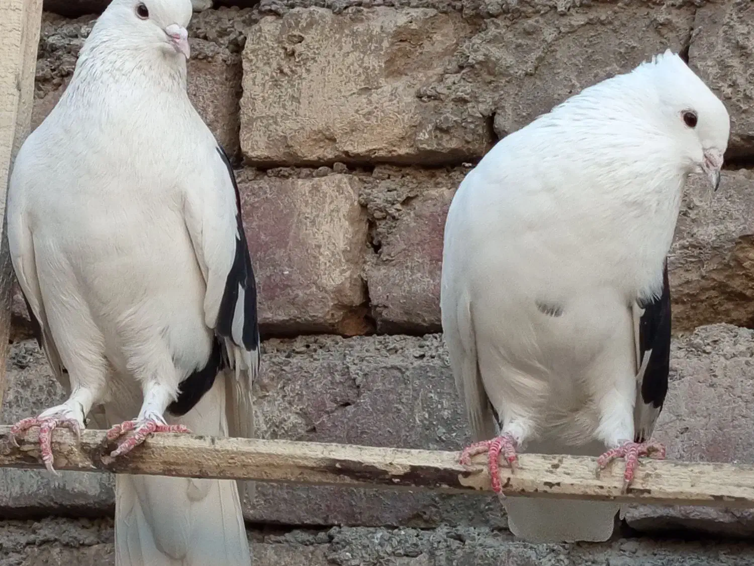 کفتره کفتر بازی زحمت کشیده خال و پرش...|پرنده|ساوه, |دیوار