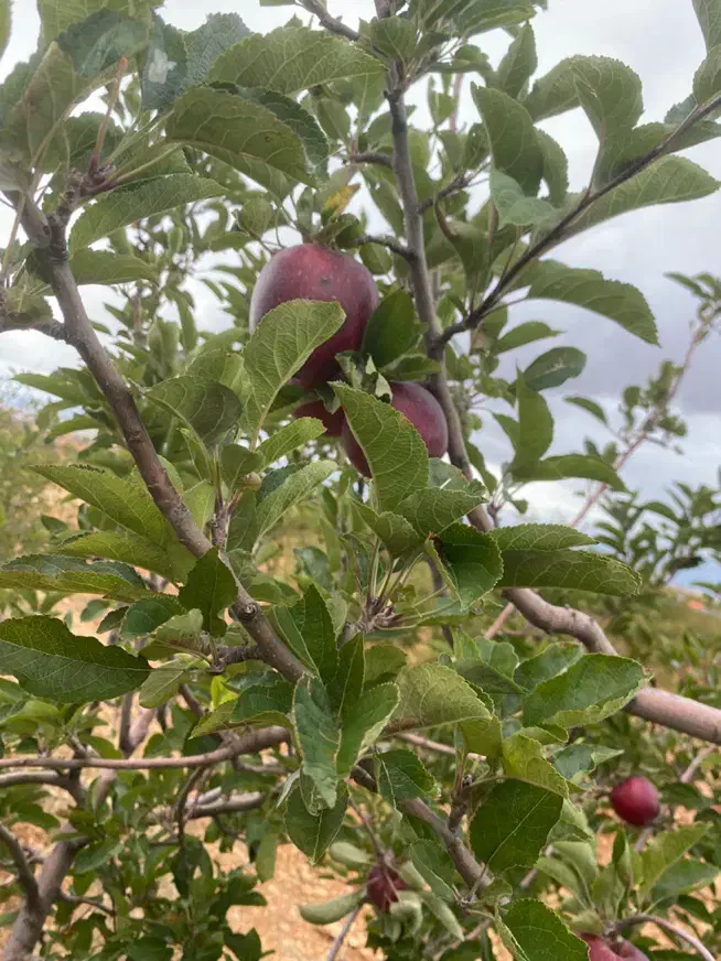 فروش باغ شهری کودیان|فروش دفتر صنعتی، کشاورزی، تجاری|شیراز, کودیان|دیوار