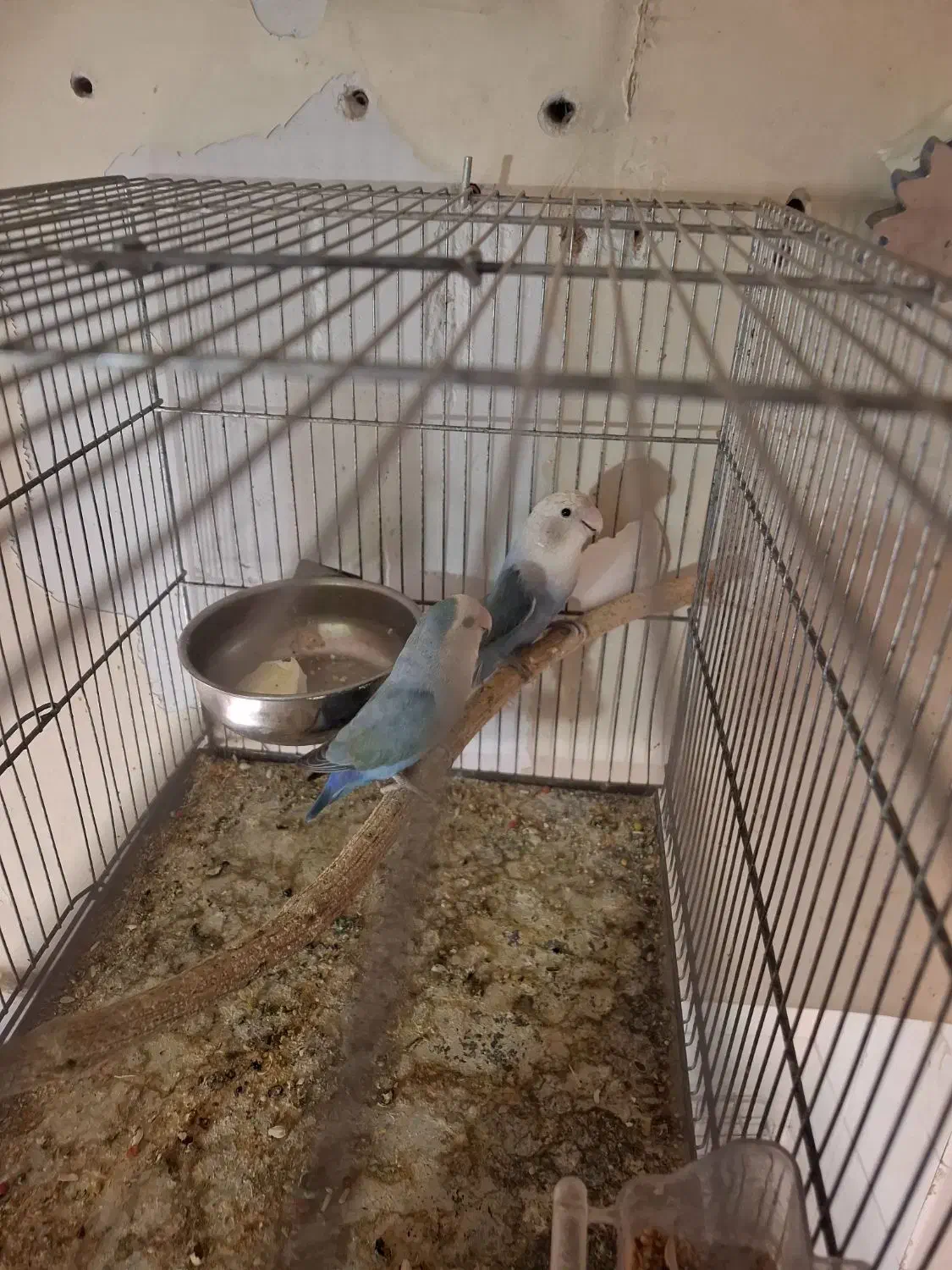 برزیلی|پرنده|تهران, امام زاده عبدالله|دیوار