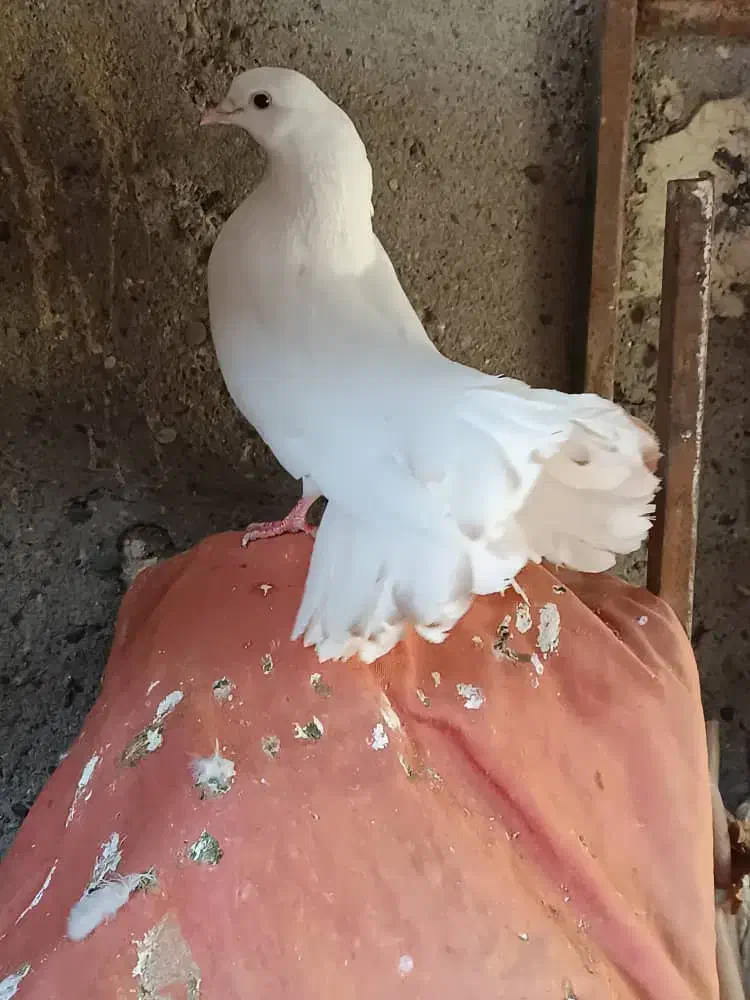 دم چتری|پرنده|پارس‌آباد, |دیوار