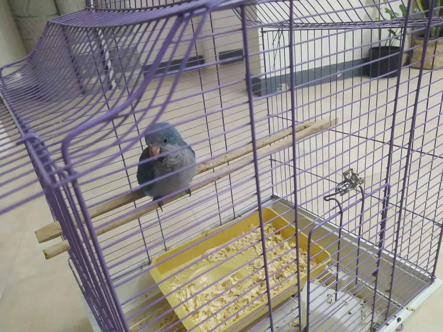 فروش جوجه طوطی راهب|پرنده|بابلسر, |دیوار