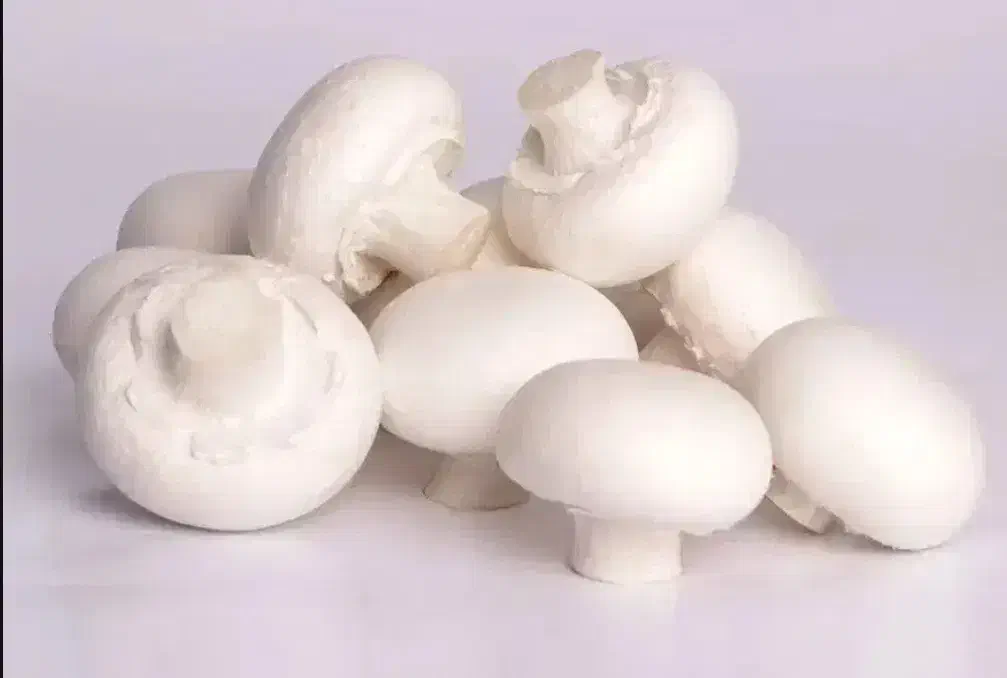 فروش قارچ|عمدهفروشی|اهر, |دیوار