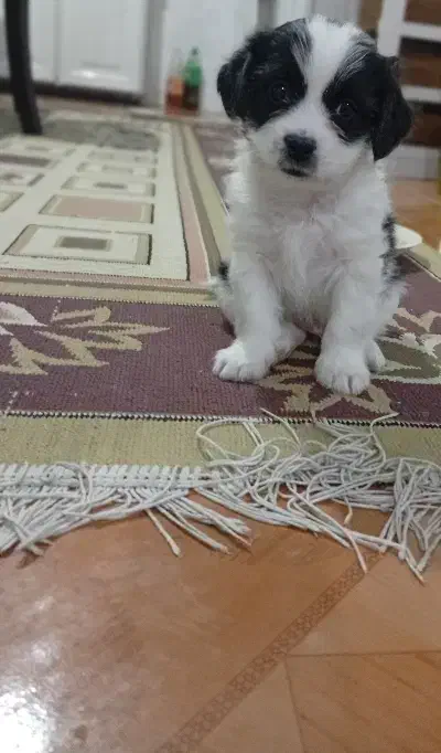 سگ پاکوتاه|سگ|شهریار, کهنز|دیوار