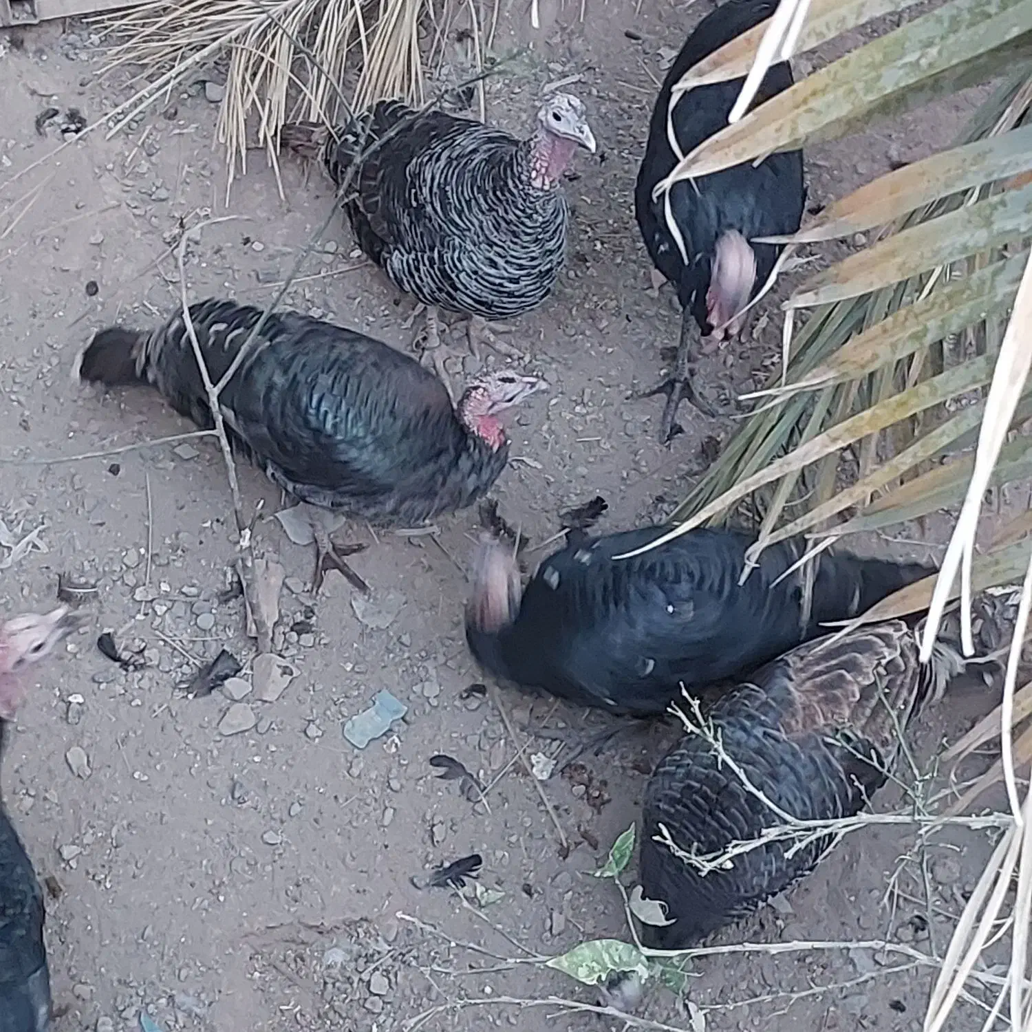 بوقلمون|حیوانات مزرعه|بم, |دیوار