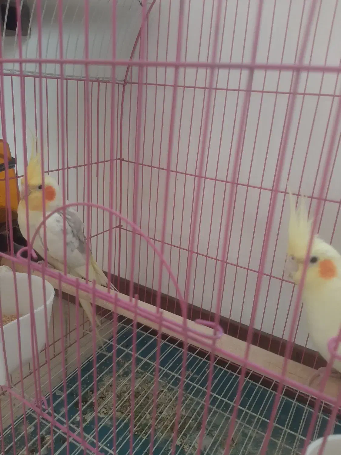 عروس.عروس هلندی|پرنده|تهران, شهرک رضویه|دیوار