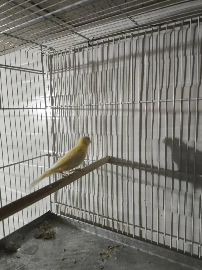 فروش قناری دوماهه ششصد هزار تومان|پرنده|شیراز, برمشور علیا|دیوار