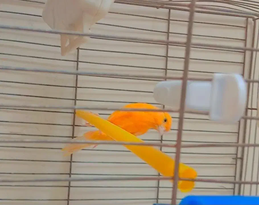 قناری خوبو|پرنده|مرودشت, مختارآباد|دیوار