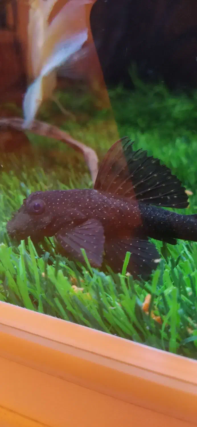 کت پوز بوته ای|ماهی|زابل, |دیوار