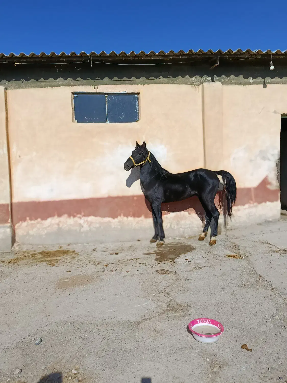 اسب کره نواه سام دکتر طاهری|اسب و تجهیزات اسبسواری|شاهین دژ, |دیوار