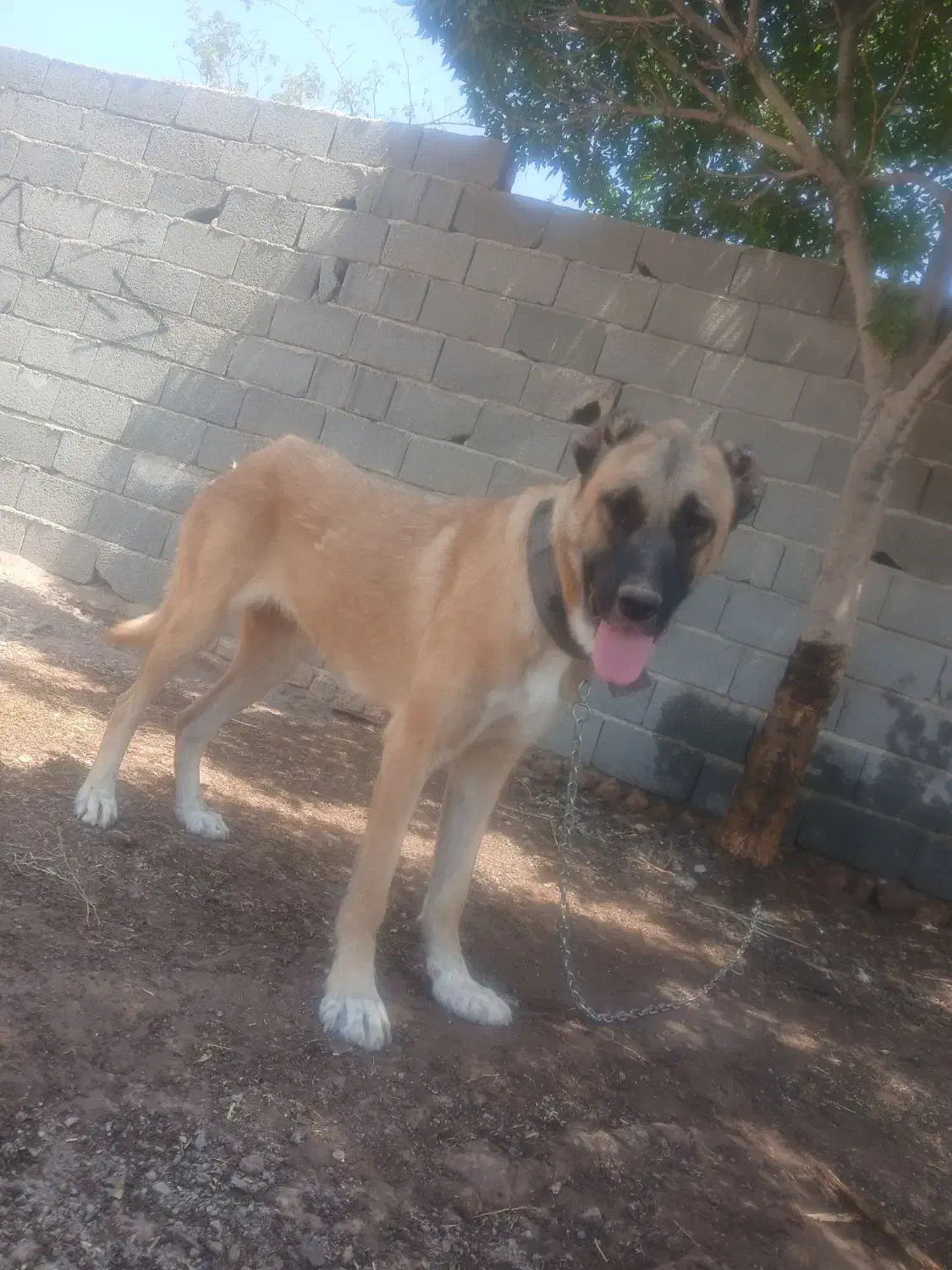 حیوان|سگ|صفادشت, |دیوار