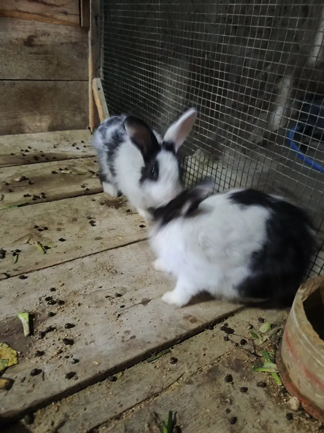 یک جفت خرگوش|موش و خرگوش|قشم, |دیوار