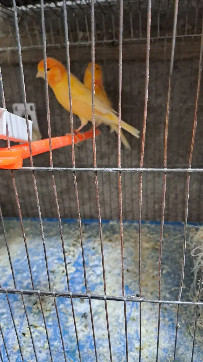 جفت قناری رد فاکتور|پرنده|شیراز, رازی|دیوار