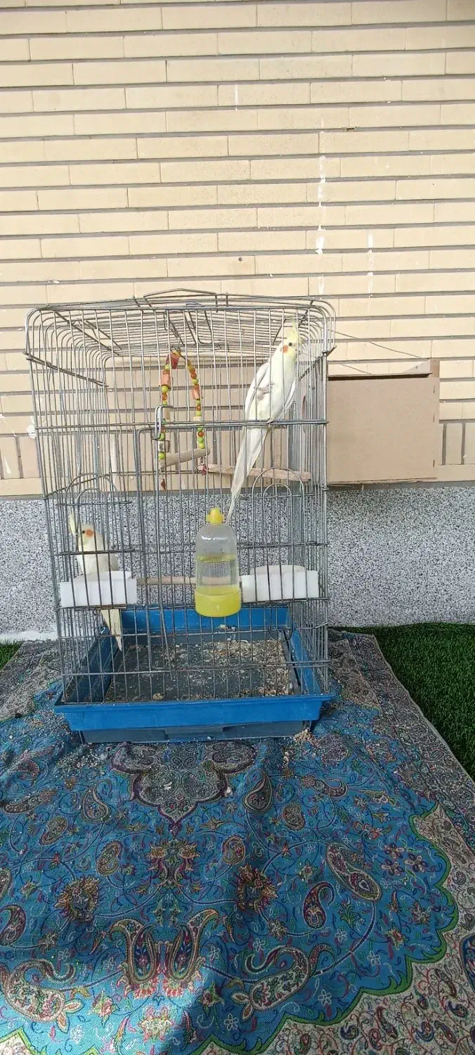 عروس هلندی|پرنده|سهند, |دیوار