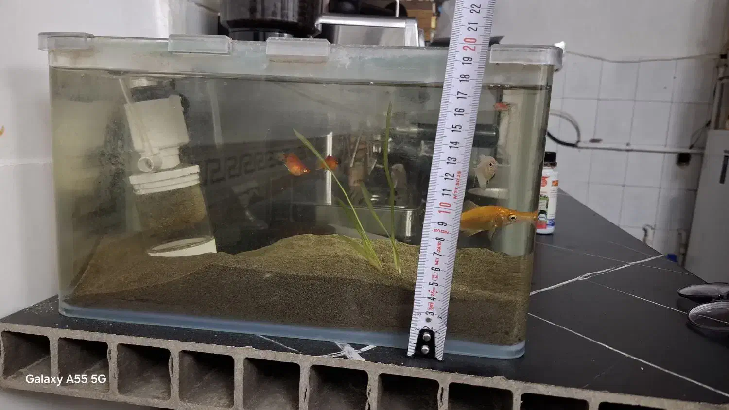 آکواریوم|ماهی|قدس, شهرقدس|دیوار