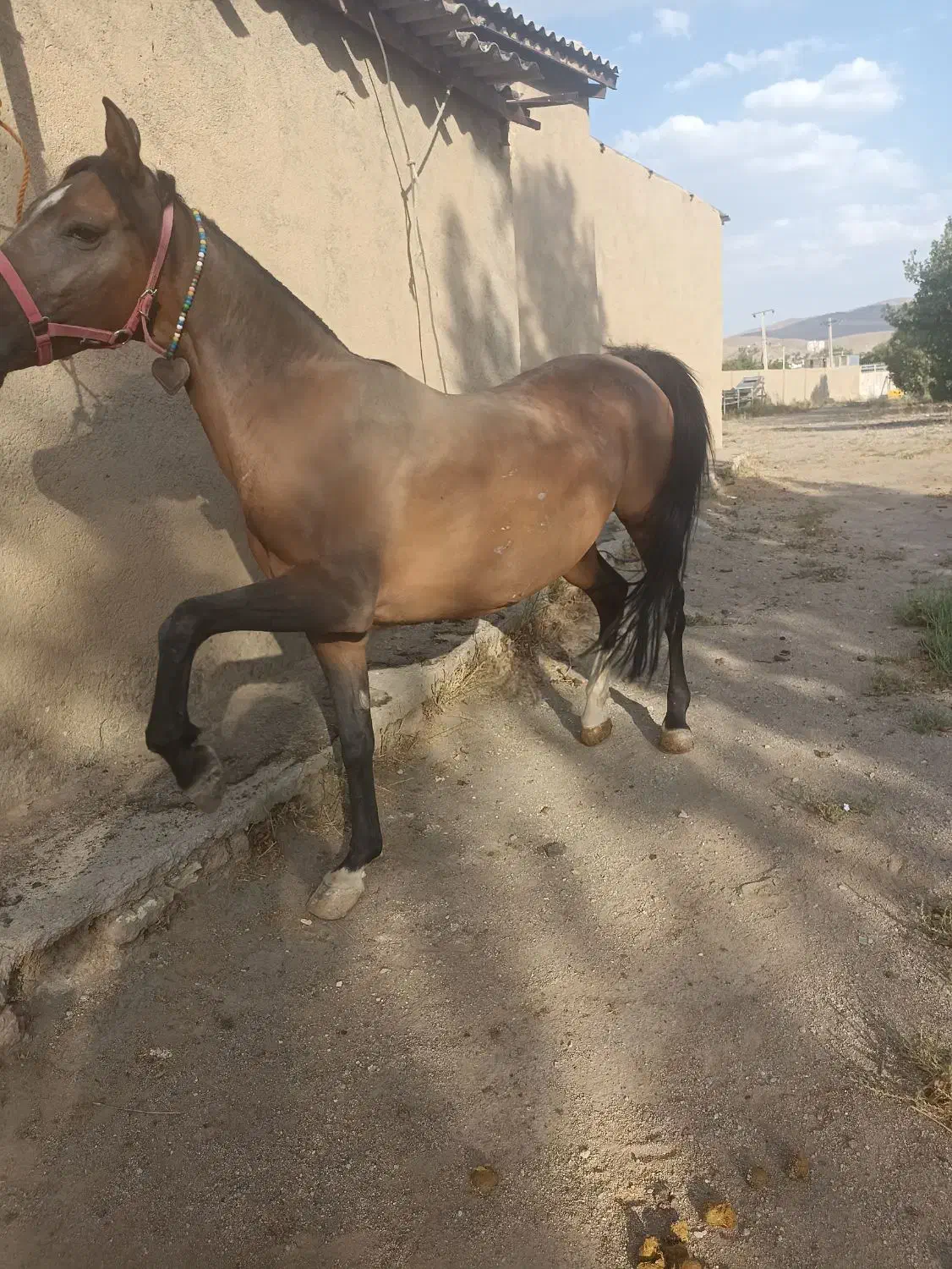 فروش مادیان عرب کرد|اسب و تجهیزات اسب‌سواری|ملایر, |دیوار