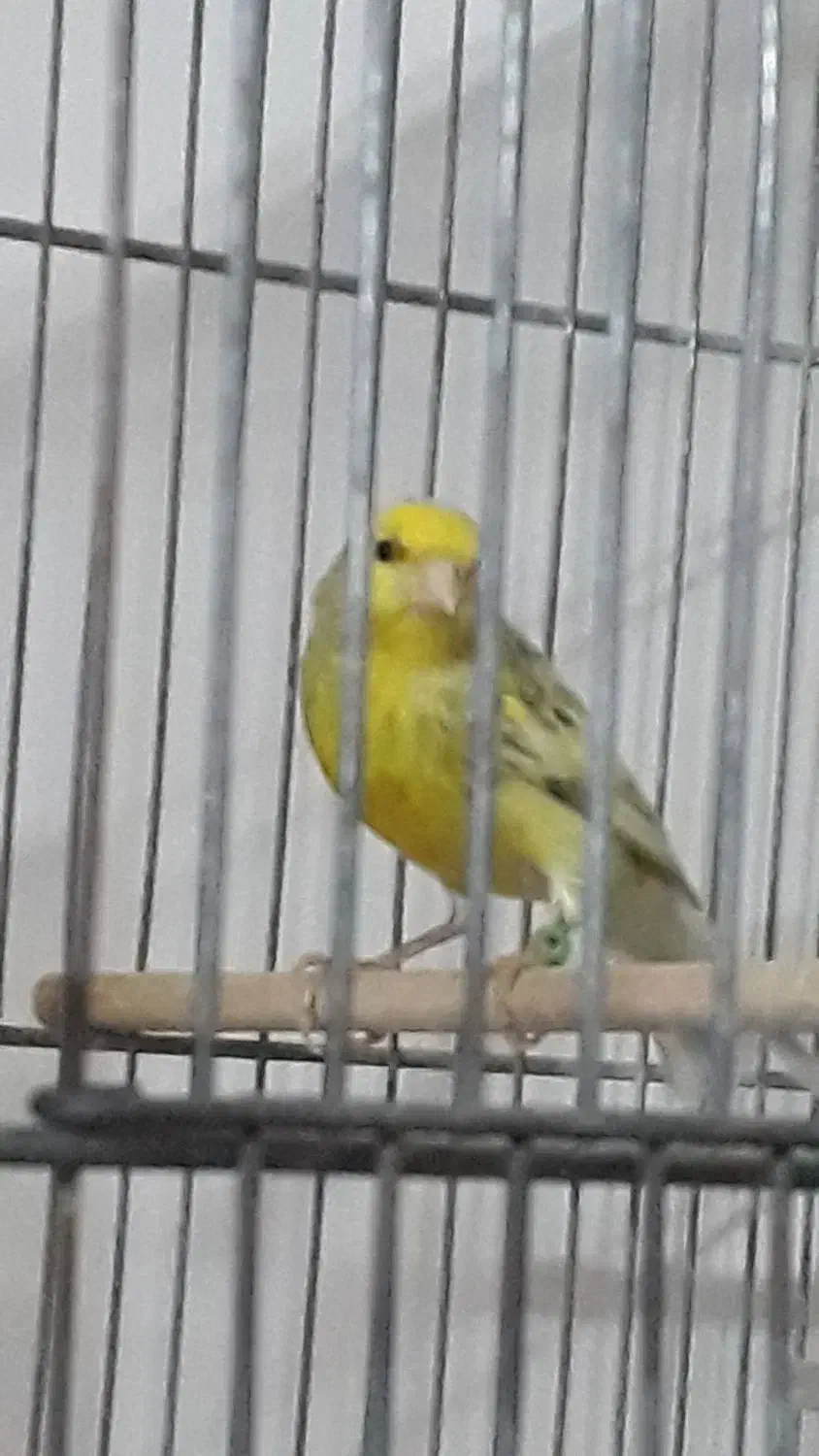 قناری قرص|پرنده|تهران, علم و صنعت|دیوار