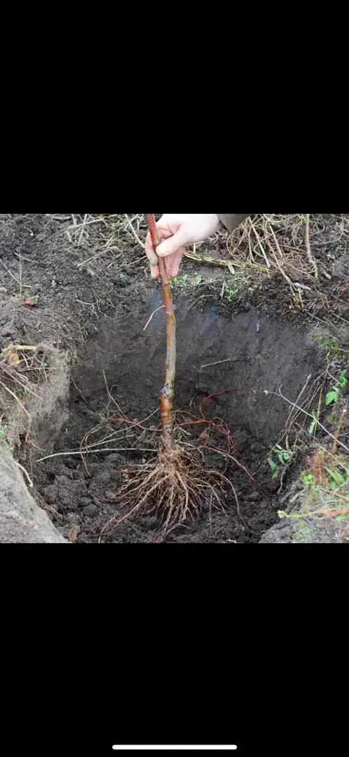 نهال پرکیفیت و تجاری|خدمات باغبانی و درختکاری|خلخال, |دیوار