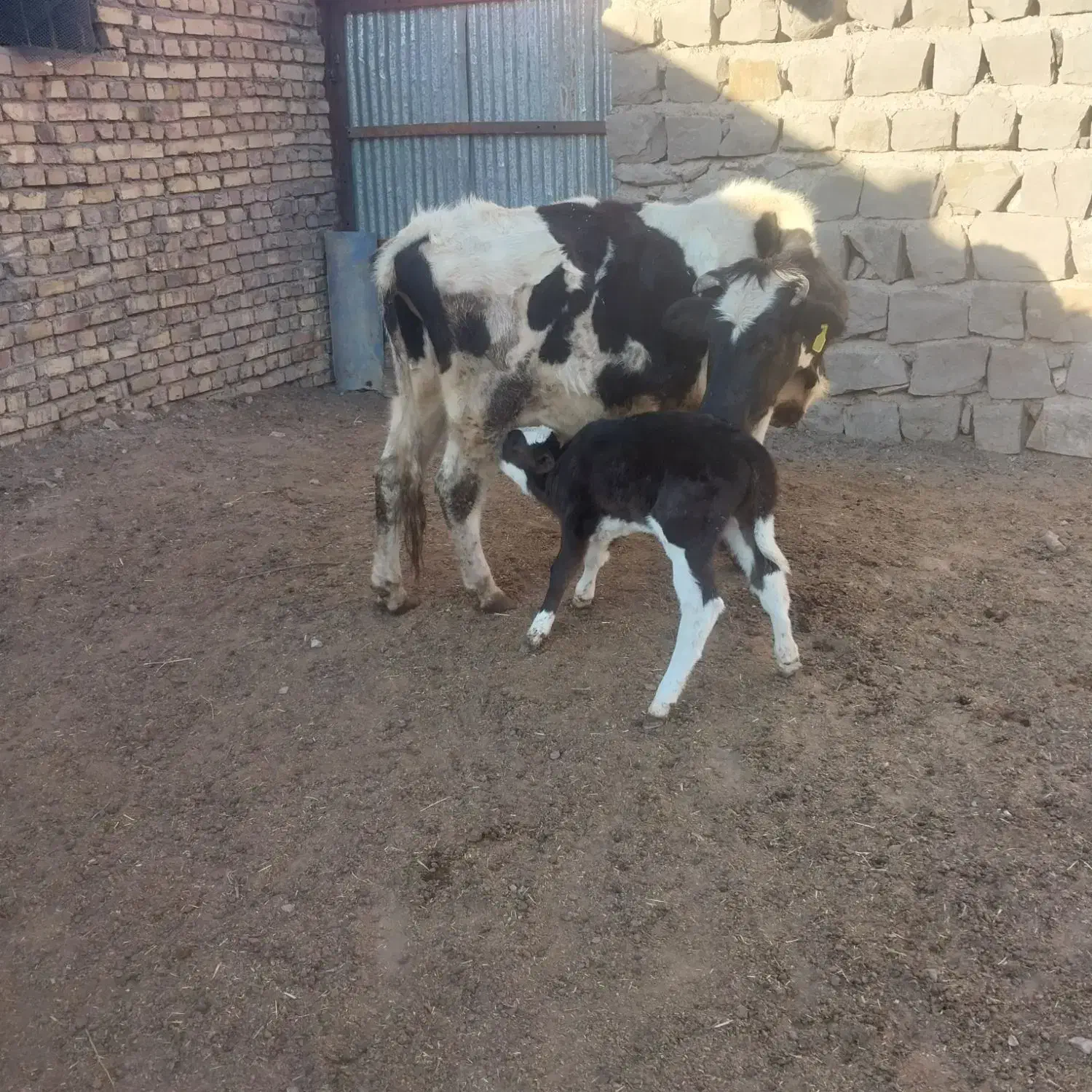 گاو همراه با گوساله|حیوانات مزرعه|لوشان, |دیوار