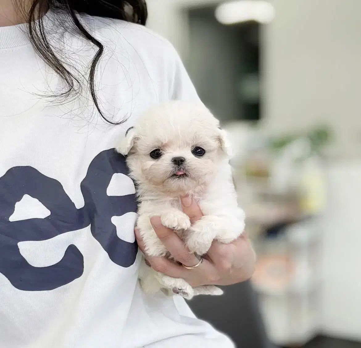 سگ اپارتمانی پودل مالتیز عروسکی مینی|سگ|تهران, پارک شهر|دیوار