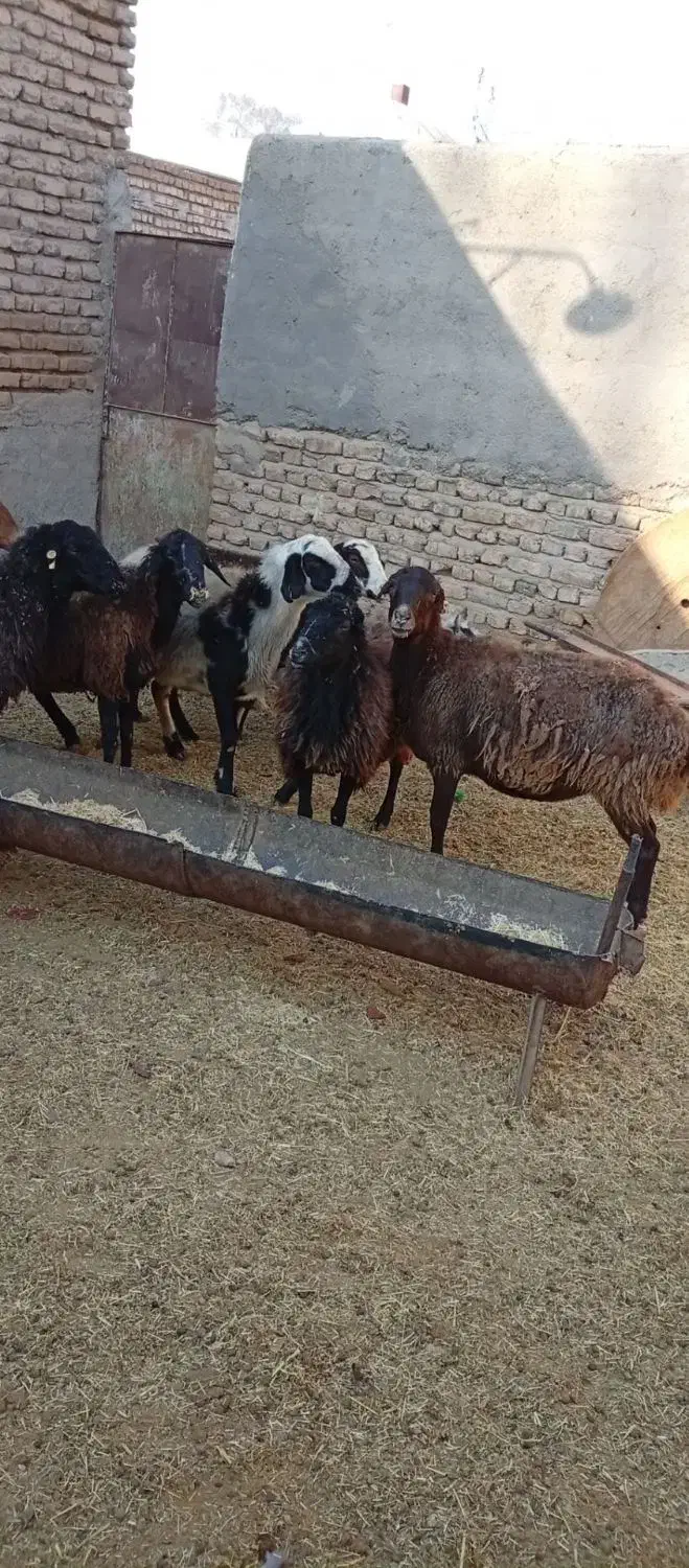 میش ابستن|حیوانات مزرعه|جوادآباد, |دیوار