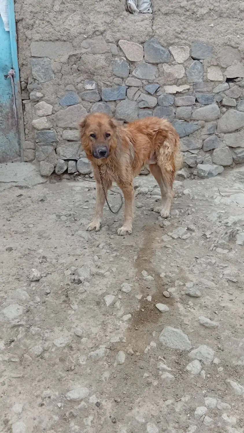 سرابی نژاد قدیم|سگ|اردبیل, |دیوار