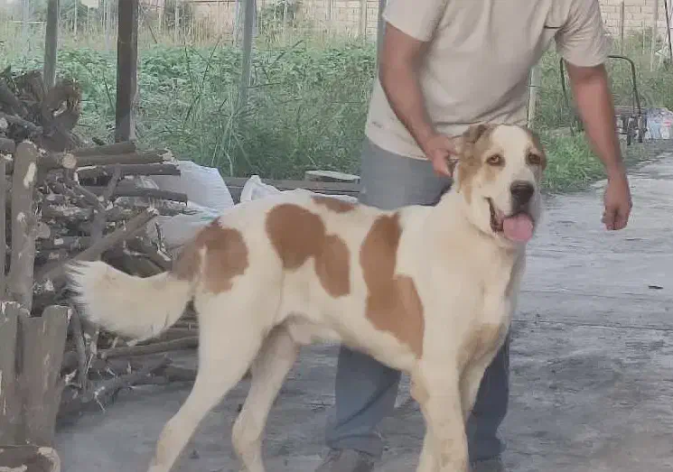 واگذاری سگ نگهبان آلابای|سگ|سرخنکلاته, |دیوار