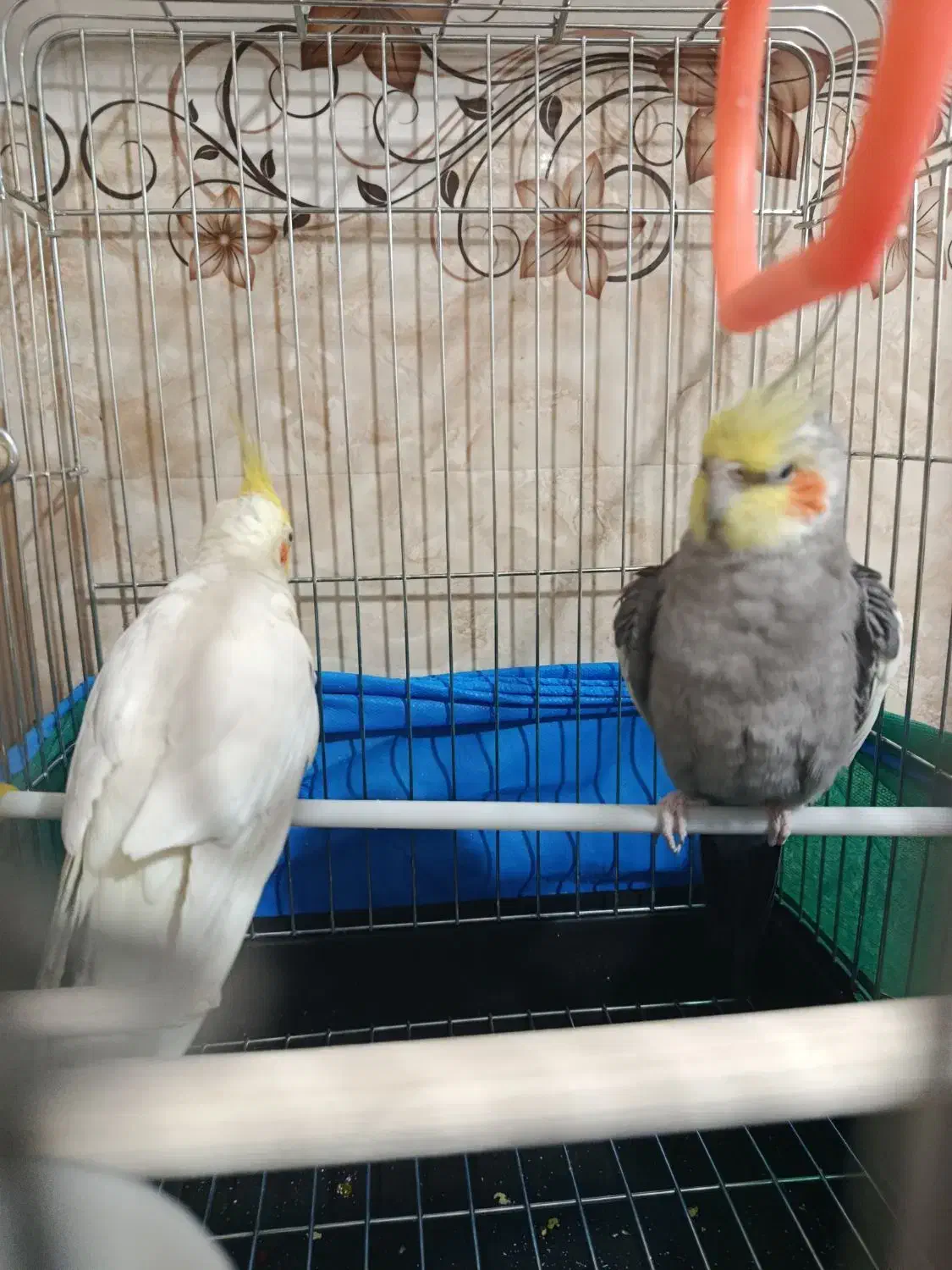 عروس هلندی|پرنده|قم, زاد|دیوار