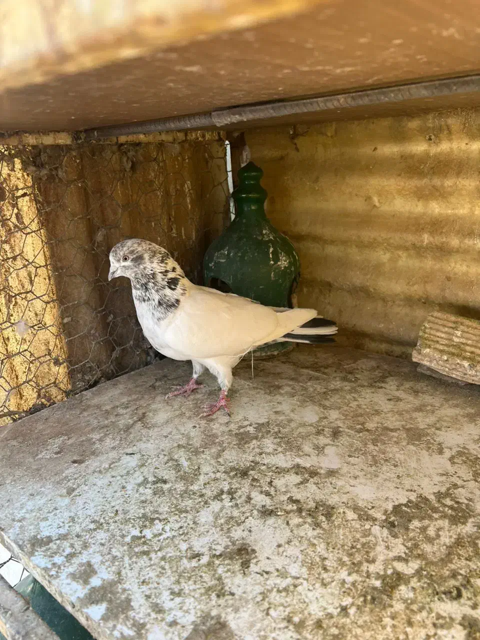 کبوتران همه یکجا دونه ای ۴۰۰ هزارتومان|پرنده|تهران, شهرک شریعتی|دیوار